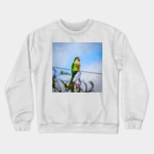 Monk Parrot in Hidalgo Texas  - Digitally Enhanced Crewneck Sweatshirt